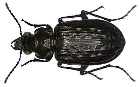 Blethisa multipunctata (Linné, 1758) (2882259450).jpg