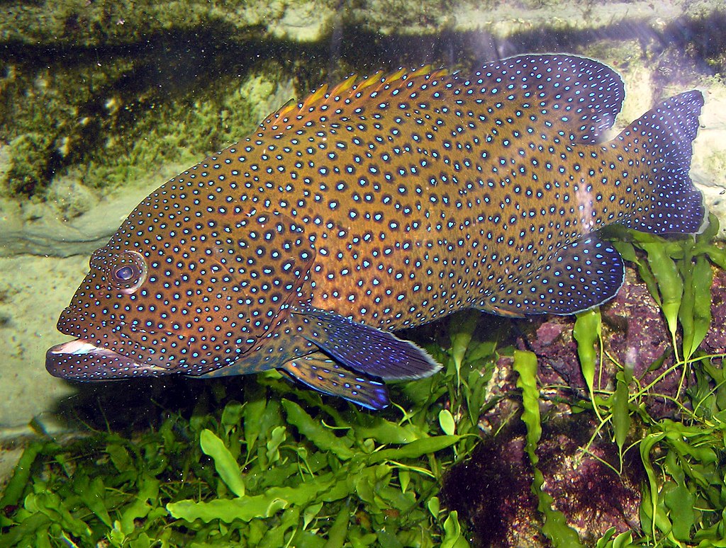 Blue-spotted.grouper.arp.jpg