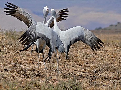Blue Cranes (Anthropoides paradiseus) couple parading ... (32488777361).jpg