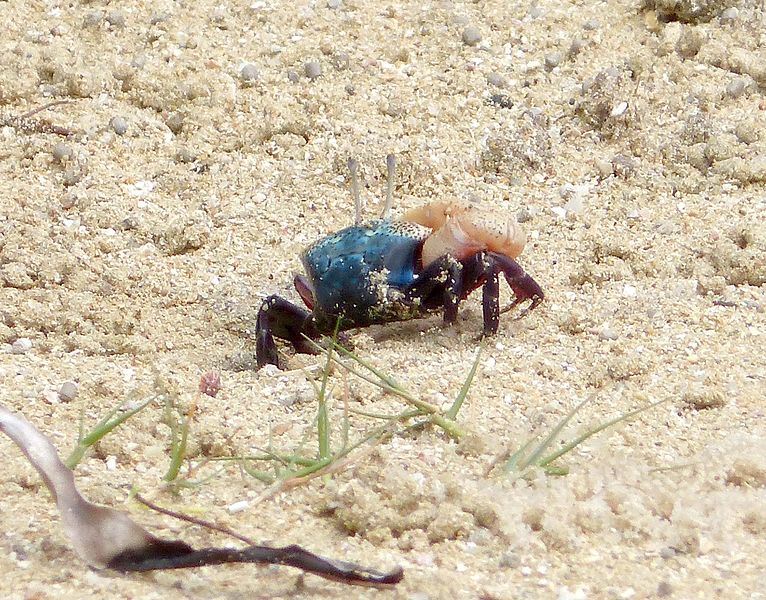 File:Blue backed Fiddler Crab. Blue-backed Fiddler Crab. Uca tetragonon - Flickr - gailhampshire.jpg