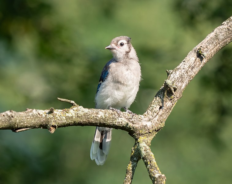 File:Blue jay fledgling (53541).jpg