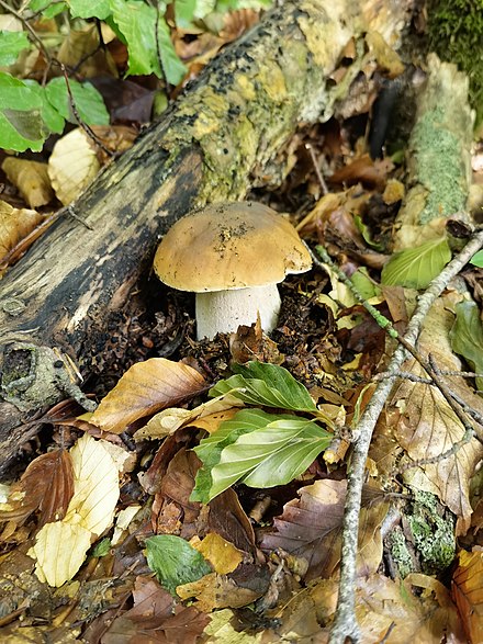 Two mushrooms with brown caps and light brown stems growing on the ground, surrounded by fallen leaves and other forest debris. One mushroom has been plucked and lies beside the other; its under-surface is visible, and is a light yellow colour.