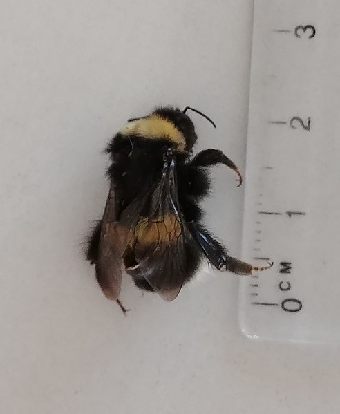 File:Bombus cryptarum 89958751.jpg