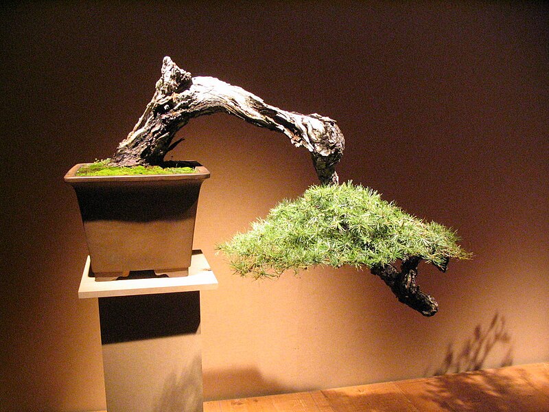 800px-Bonsai_IMG_6402