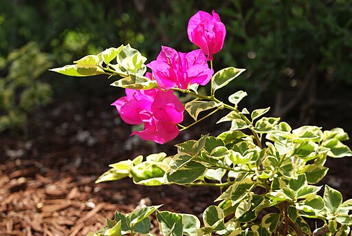 Bougainvillea Cultivar Abu Dhabi