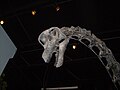 Brachiosaurus skull