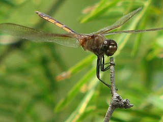 <i>Brachymesia</i> Genus of dragonflies