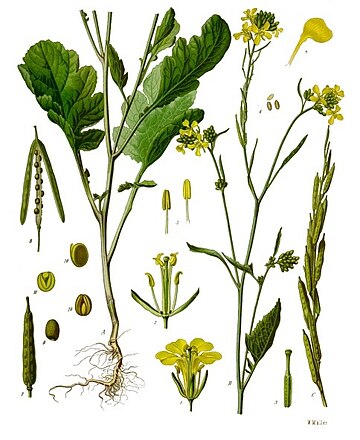 Brassica nigra