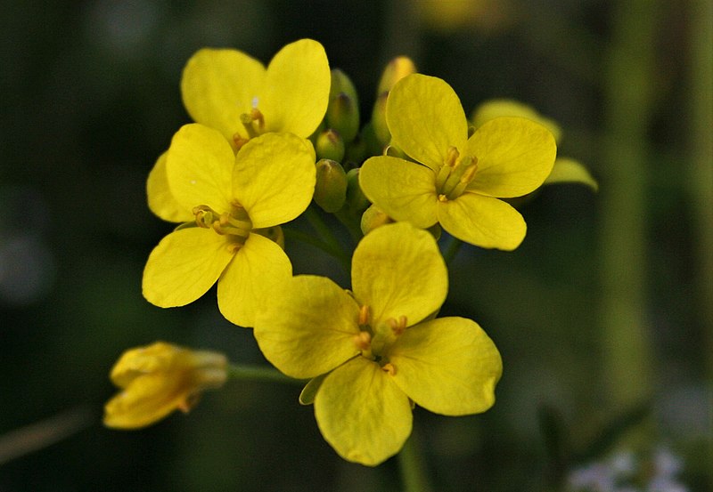 File:Brassica rapa ENBLA04.jpg