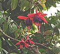 Fuchsia × hybrida in São Paulo