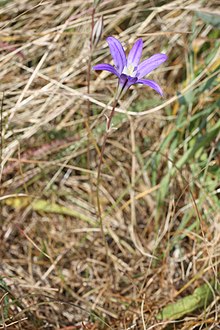 Brodiaea coronaria 3113.JPG