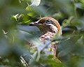 Brown Cuckoo-Dove hallucinating - Flickr - Lip Kee.jpg