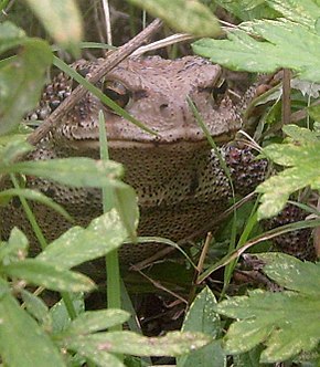 Kuvan kuvaus Bufo gargarizans frontal.jpg.