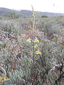 Bulbine favosa Flipphi 4.jpg