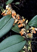 Bulbophyllum schillerianum