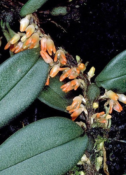 File:Bulbophyllum schillerianum - cropped.jpg