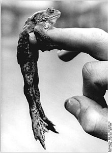 Bundesarchiv Bild 183-1986-0423-019, Erdkröte.jpg
