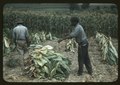 Burley tobacco is placed on sticks to wilt after cutting, before it is taken into the brn for drying and curing, on the Russell Spears' farm, vicinity of Lexington, Ky. LCCN2017877537.tif