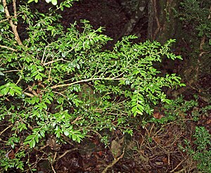 Buxus colchica, Sataplia Natural Park, Georgia