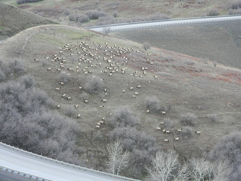 File:Cabbage Hill elk I-84 (5662244185).jpg