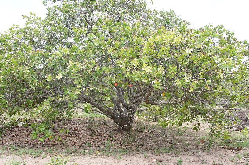 Tree in Mozambique, southeastern Africa
