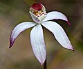 Caladenia gracilis