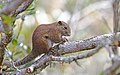 "Callosciurus_orestes_60438253.jpg" by User:Lupe