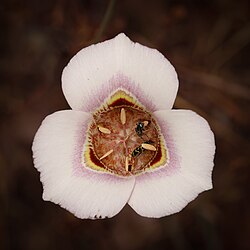 Calochortus argillosus 8S6A1783.jpg