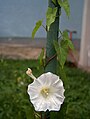 I fiori dei vilucchi (qui Calystegia saepium) hanno 5 petali fusi tra loro