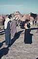 Camel Races Near Manifa 15 by Tom And Linda Anderson 3721119382.jpg
