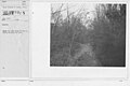 Camouflage - Roads - Shows the left flank of the position screened by trees - NARA - 20808986.jpg