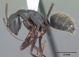 Camponotus pennsylvanicus