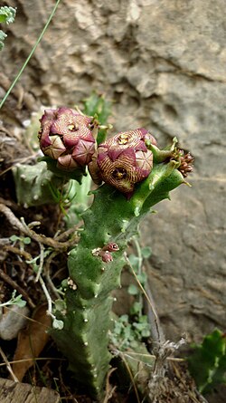 Caralluma europaea45.JPG