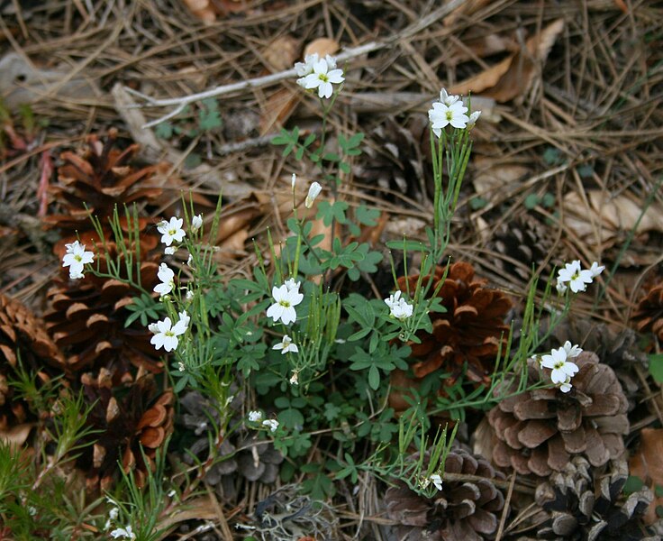 File:Cardamine glauca.jpg