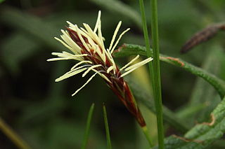<i>Carex halleriana</i> Species of grass-like plant