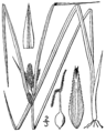 Carex sychnocephala BB-1913.png