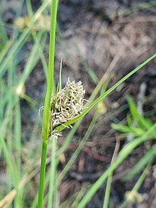 Carex unilateralis.jpg