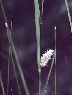 <i>Carex pellita</i> Species of plant