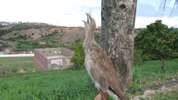 Ficheiro:Cariama cristata (seriema).webm