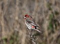 * Nomination Adult male House Finch (Carpodacus mexicanus) --Basar 23:01, 21 February 2010 (UTC) * Promotion Good --Cephas 00:55, 22 February 2010 (UTC)