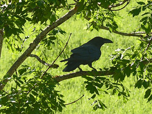 Carrion Crow (Corvus Corone), near village Fluh, Bregenz