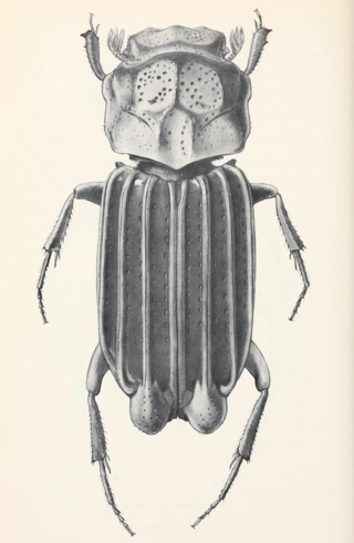 <i>Cartwrightia cartwrighti</i> Species of beetle