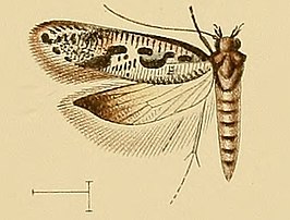 Caryocolum sciurella