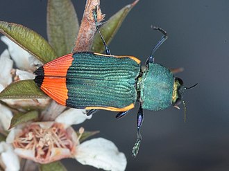 Castiarina kerremansi Castiarina kerremansi Moondarra23Jan15.jpg