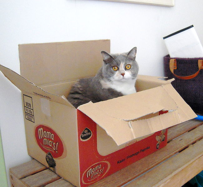 File:Cat in a big box.jpg