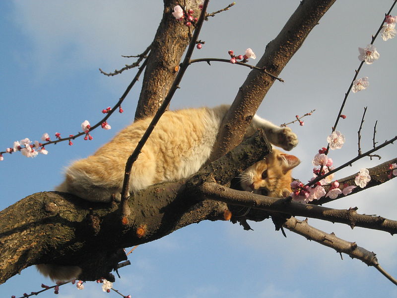 File:Cat on the tree 2.jpg