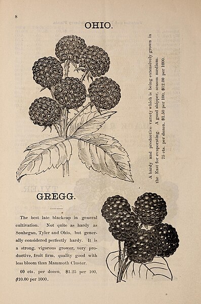 File:Catalogue and price list of small fruit plants for the season of 1885 - with instructions for cultivating strawberries, black and red raspberries, blackberries, and grapes (1885) (20398778649).jpg