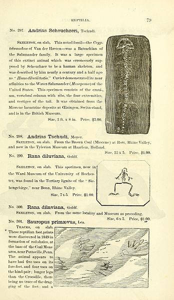 File:Catalogue of casts of fossils BHL39944070.jpg