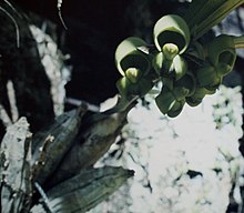 Catasetum deltoideum - аналық (-еркек) fl.jpg