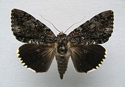 Catocala lacrymosa